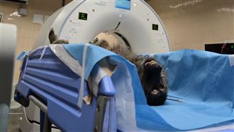 第一時間否認狒狒脫逃　六福村這樣解釋