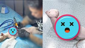 刺青,紋身,貓,虐待,絕育