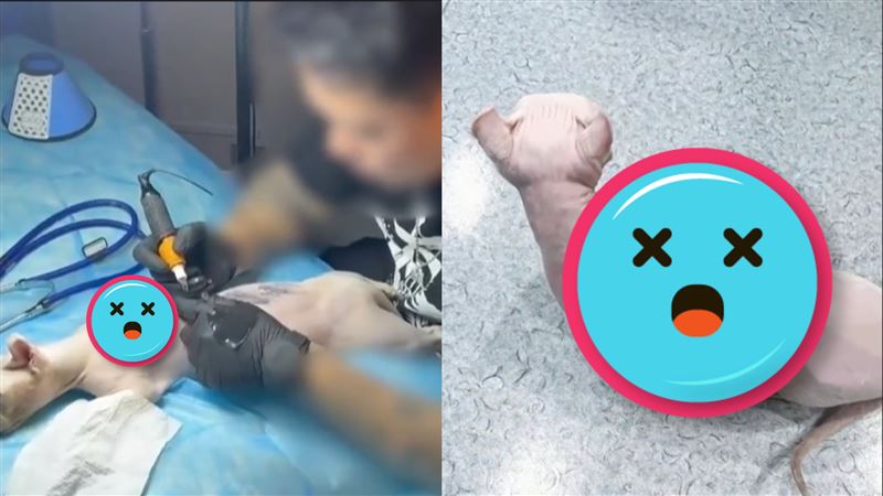 給無毛貓刺青遭轟「虐待」！飼主怒反擊