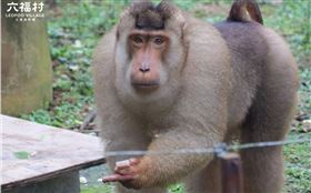 六福村,東非狒狒,劍湖山