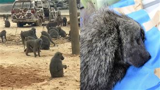 他譙六福村裝傻說謊！要獵人「殺狒滅口」