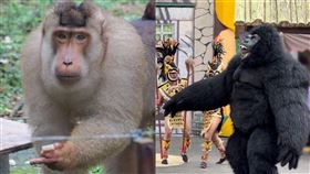 六福村,東非狒狒,劍湖山