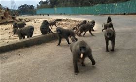 狒狒,六福村,東非狒狒,鎮興里,黃志杰,里長