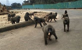 ２度清點仍無用！東非狒狒仍命喪槍下