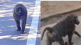 里長抓第一眼覺得是六福村！狒狒對他笑