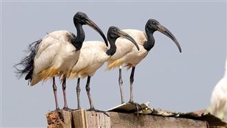 六福村黑歷史曝　6隻埃及聖䴉逃出釀浩劫