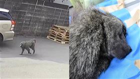 ▲引發全台關注的「狒狒遭射殺身亡」羅生門案，上演大逆轉。（翻攝畫面、林務局提供）