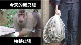 六福村6天前「抽薪止狒」！網批超諷刺怒轟：還覺得很好笑嗎。（圖／翻攝自六福村臉書／翻攝畫面）
