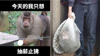 六福村6天前抽薪止狒　網轟：還很好笑嗎