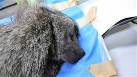 狒狒,六福村,東非狒狒,鎮興里,黃志杰,里長