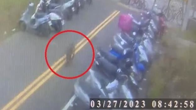 不只六福村　農委會：主責單位執行出問題