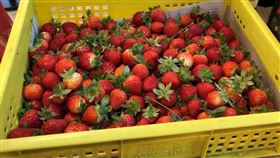 草莓(北市衛生局提供)