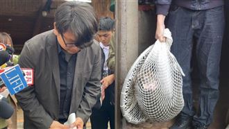 狒狒脫逃「狀況外」遭罰　六福村回應