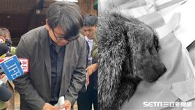 六福村挨轟,狒狒。（圖／記者羅欣怡攝影／翻攝畫面）