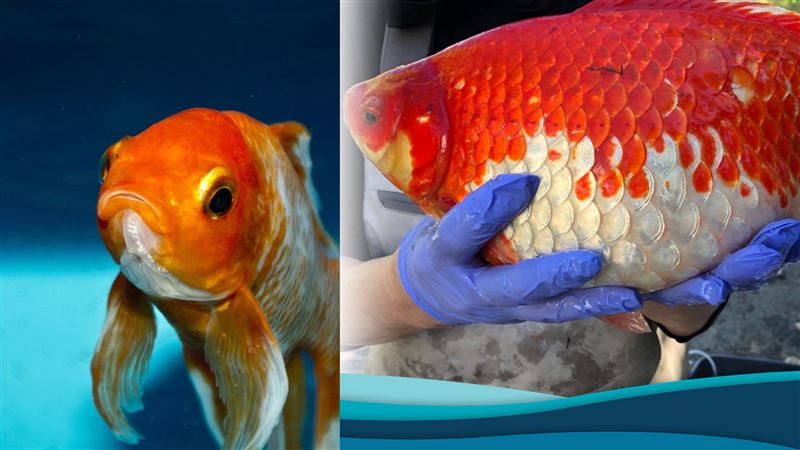 嚇瘋!寵物金魚放生快速成長 大到「跟足球一樣」