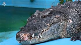 小河,麻豆鱷魚王,廈門,送養,虐待