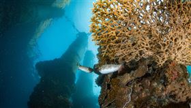 台泥推出「蓋一個珊瑚的家─和平港珊瑚復育」永續紀錄影片。（圖／台泥提供）