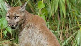 美洲山獅，襲擊，(圖／翻攝自維基百科)