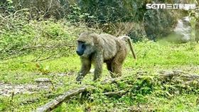 狒狒,桃園市農業局,獵人,郭鬼鬼,阿鬼師,靈堂照