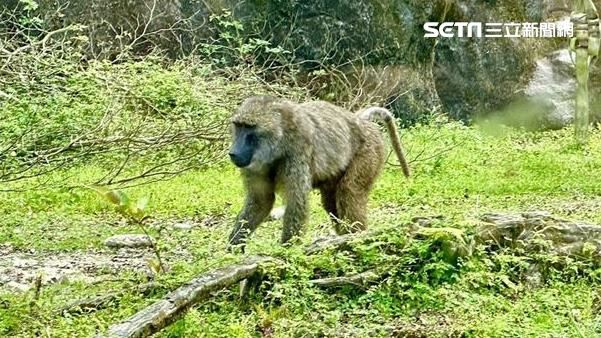 狒狒槍擊左胸身亡　獵人：我是打右屁股！