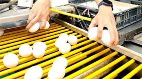 揹貸1億求生！「禽流感＋飼料漲6成」為拚產蛋率　蛋農將牧場全部自動化。（圖／CTWANT提供）