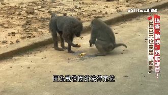 「狒死」悲劇誰負責？動物權責竟是教育部