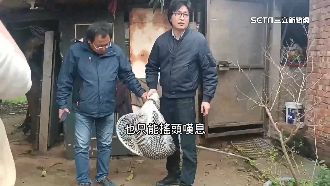 獨／捕狒狒淪表演秀！動保批過程瑕疵多