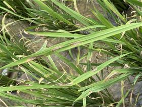 ▲舊時農業社會，諺語多與農事相關。（示意圖／三立新聞網）