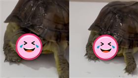 （圖／翻攝自漫鯨視頻）