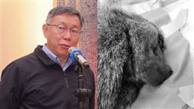柯文哲嘆狒狒無辜逝！批「誰下令開槍」都搞不清楚：做1事才能解決問題。（圖／翻攝自柯文哲臉書／翻攝畫面）