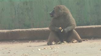 六福村狒狒區首曝光！上百狒狒被高牆圍困