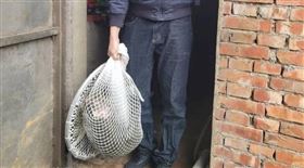 狒狒遭射擊受傷，但本案究竟是誰授權獵人開槍，至今仍是羅生門。（翻攝畫面）