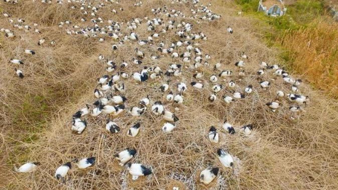 六福村6動物出逃大繁衍　移除費全民買單