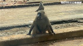 六福村,狒狒,現勘,數量,農科院所長陳正文（圖／記者羅欣怡攝影）