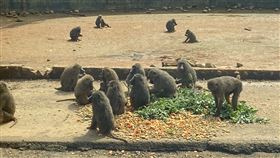 六福村,狒狒,現勘,數量,農科院所長陳正文（圖／記者羅欣怡攝影）