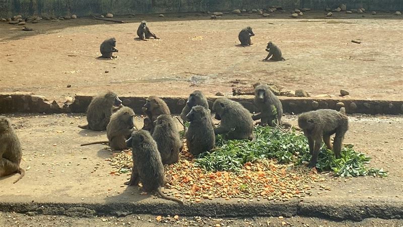 六福村狒狒怎計算？林務局要用AI解決