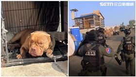 刑事局,南打,美國惡霸犬,槍毒