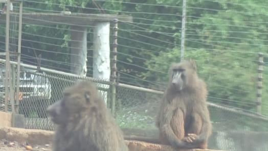 六福村狒狒之亂　農委會提3大檢討重點