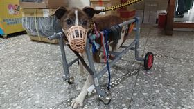 寵物,動物輪椅,毛小孩,毛寶貝,新北動保,處余元鴻,