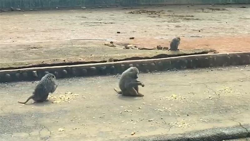 脫逃狒狒吃完排果皮？六福村的狒狒這樣做