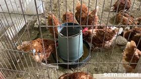 新竹縣禽流感（翻攝畫面）