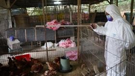 蛋雞不明原因死亡！竹縣養禽場爆禽流感　動保所全面撲殺（圖／翻攝自新竹縣政府）