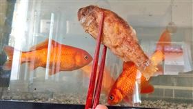 媽媽夾炸魚放在魚缸前。（圖／翻攝自推特）