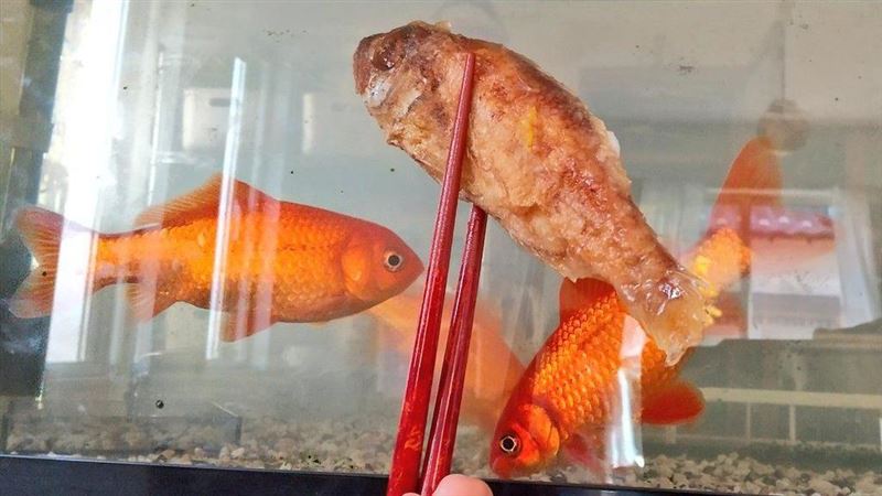 媽端出炸魚早餐　女兒嚇壞急清點寵物魚