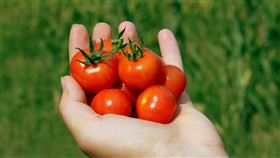 櫻桃番茄，聖女果，番茄鹼，中毒(圖／PIXABAY)