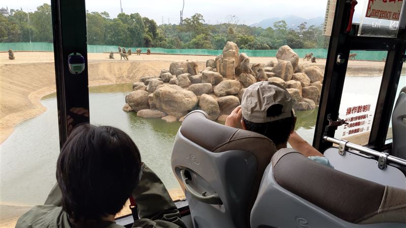 六福村被揪3大破口　稍不注意狒狒就脫逃