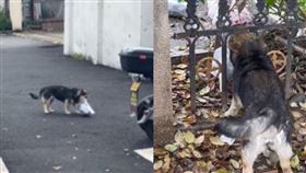 外送　外賣　狗　便當　大學生　中國　（圖／翻攝自微博）