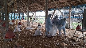 彰化大城某土雞場染禽流感  撲殺近1