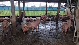雲林土庫66大豬失竊  遭貨車司機偷運轉賣雲林土庫一處豬舍圈養66隻大豬日前失蹤，警方獲報調閱周邊監視器追查，發現開運豬貨車的2名司機涉嫌偷豬且轉賣肉商，全案訊後依法將涉案3人移送法辦。（警方提供）中央社記者蔡智明傳真  112年3月31日