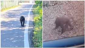 朱健銘,六福村,狒狒（圖／新竹縣議員朱健銘提供）